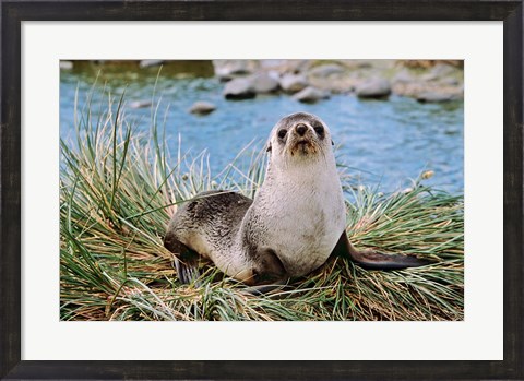 Framed Portrait of young bull, Kerguelen Fur Seal, Antarctic Fur Seal, South Georgia Print