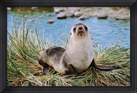 Framed Portrait of young bull, Kerguelen Fur Seal, Antarctic Fur Seal, South Georgia Print