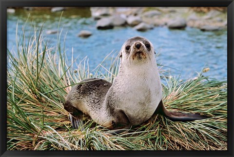 Framed Portrait of young bull, Kerguelen Fur Seal, Antarctic Fur Seal, South Georgia Print