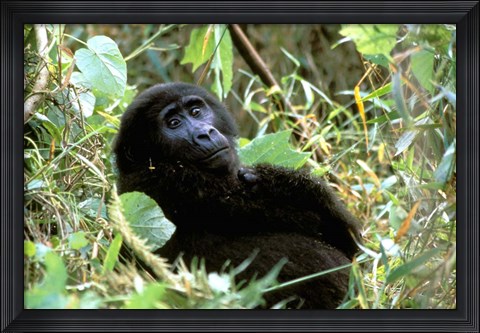 Framed Mountain Gorilla, Bwindi Impenetrable Forest National Park, Uganda Print