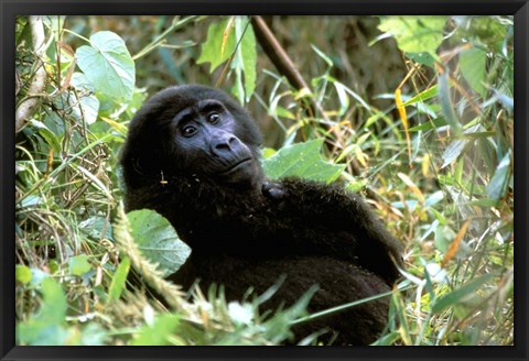 Framed Mountain Gorilla, Bwindi Impenetrable Forest National Park, Uganda Print