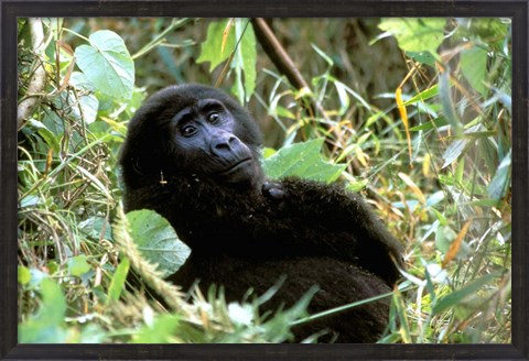 Framed Mountain Gorilla, Bwindi Impenetrable Forest National Park, Uganda Print