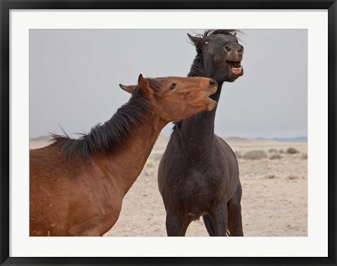 Framed Namibia, Garub. Herd of feral horses playing Print