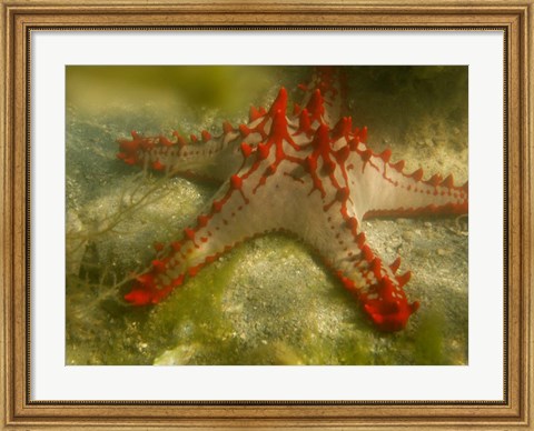 Framed Red Knobbed Starfish, Madagascar, Africa Print