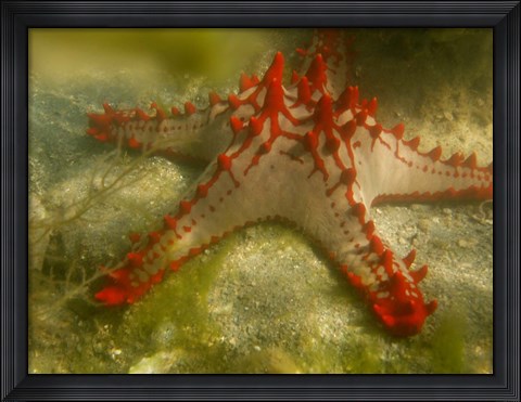 Framed Red Knobbed Starfish, Madagascar, Africa Print