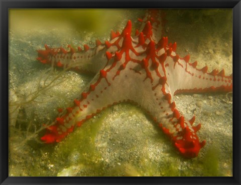 Framed Red Knobbed Starfish, Madagascar, Africa Print