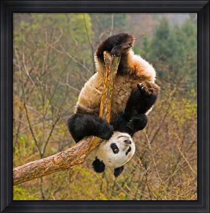 Framed Panda Bear, Wolong Panda Reserve, China Print