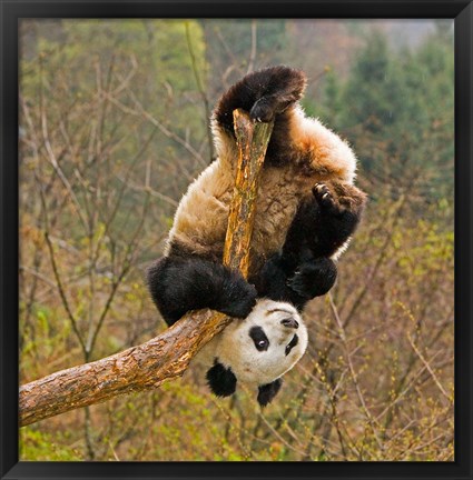 Framed Panda Bear, Wolong Panda Reserve, China Print