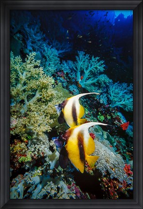 Framed Pair of Red Sea Bannerfish at Daedalus Reef, Red Sea, Egypt Print