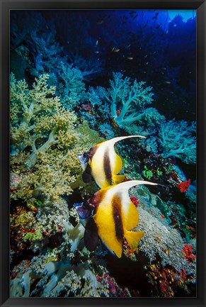 Framed Pair of Red Sea Bannerfish at Daedalus Reef, Red Sea, Egypt Print