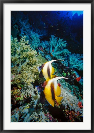 Framed Pair of Red Sea Bannerfish at Daedalus Reef, Red Sea, Egypt Print