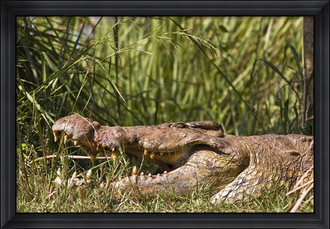 Framed Nile Crocodile, river Victoria Nile, Murchison Falls National Park, Uganda, Africa Print