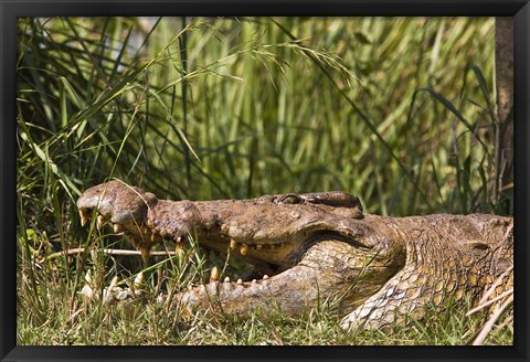 Framed Nile Crocodile, river Victoria Nile, Murchison Falls National Park, Uganda, Africa Print