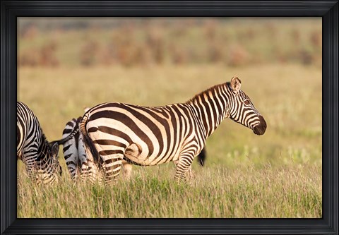 Framed Plains zebra or common zebra in Lewa Game Reserve, Kenya, Africa. Print