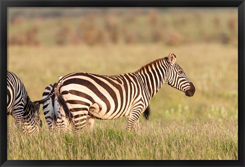 Framed Plains zebra or common zebra in Lewa Game Reserve, Kenya, Africa. Print