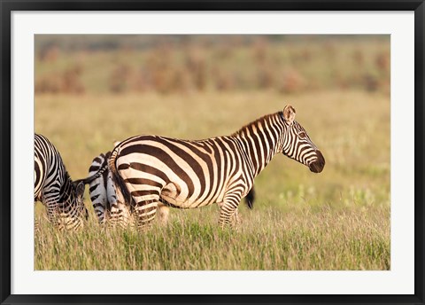 Framed Plains zebra or common zebra in Lewa Game Reserve, Kenya, Africa. Print