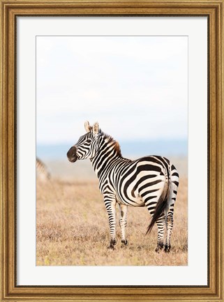 Framed Plains zebra or common zebra in Solio Game Reserve, Kenya, Africa. Print