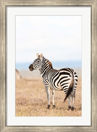 Framed Plains zebra or common zebra in Solio Game Reserve, Kenya, Africa. Print