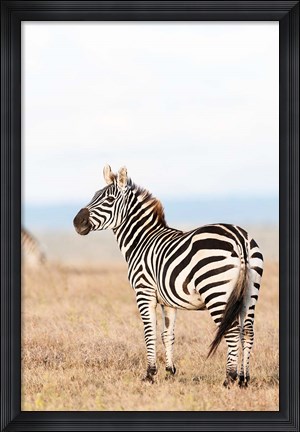 Framed Plains zebra or common zebra in Solio Game Reserve, Kenya, Africa. Print
