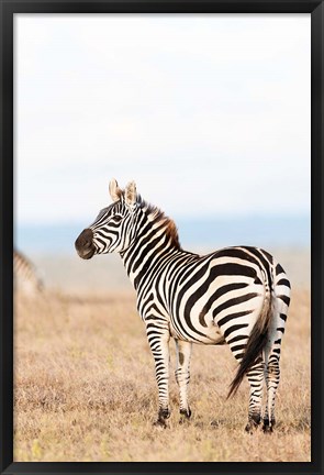 Framed Plains zebra or common zebra in Solio Game Reserve, Kenya, Africa. Print