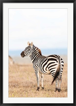 Framed Plains zebra or common zebra in Solio Game Reserve, Kenya, Africa. Print