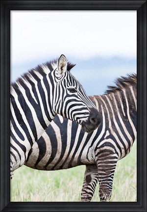 Framed Plains zebra, Lewa Game Reserve, Kenya Print