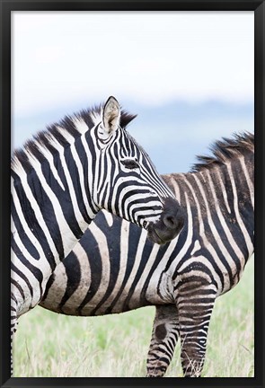 Framed Plains zebra, Lewa Game Reserve, Kenya Print