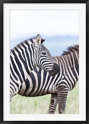 Framed Plains zebra, Lewa Game Reserve, Kenya Print