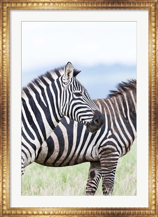 Framed Plains zebra, Lewa Game Reserve, Kenya Print