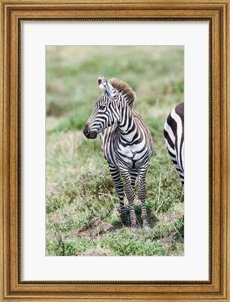 Framed Plains zebra, Maasai Mara, Kenya Print