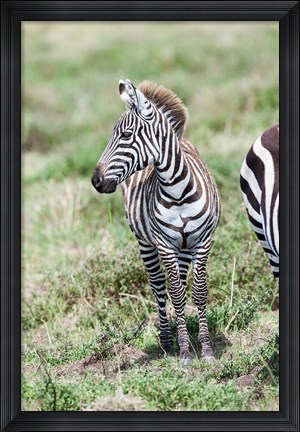 Framed Plains zebra, Maasai Mara, Kenya Print