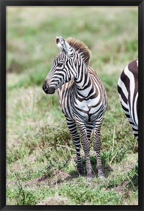 Framed Plains zebra, Maasai Mara, Kenya Print