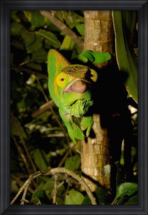 Framed Parson&#39;s chameleon lizard, Ranomafana NP, Madagascar Print