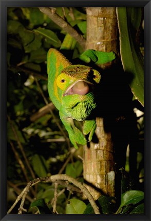 Framed Parson&#39;s chameleon lizard, Ranomafana NP, Madagascar Print