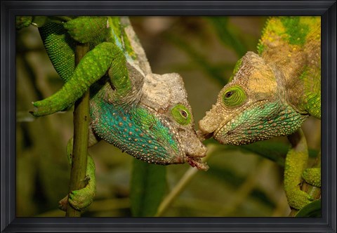 Framed Oshaughnessyi Chameleon lizard, Madagascar, Africa Print