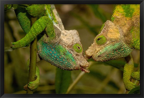 Framed Oshaughnessyi Chameleon lizard, Madagascar, Africa Print