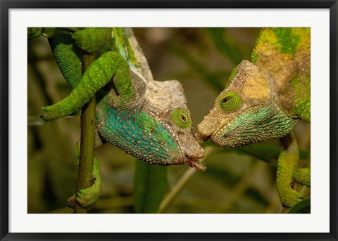 Framed Oshaughnessyi Chameleon lizard, Madagascar, Africa Print