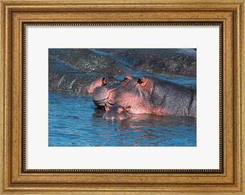 Framed Mother and Young Hippopotamus, Serengeti, Tanzania Print