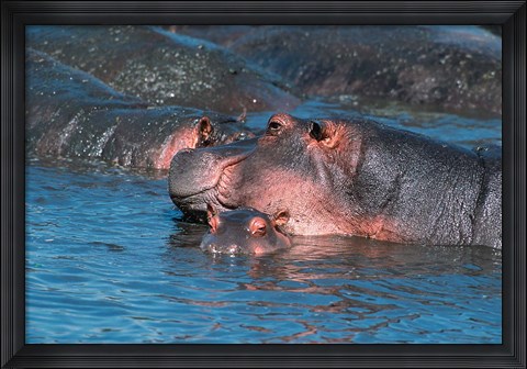 Framed Mother and Young Hippopotamus, Serengeti, Tanzania Print