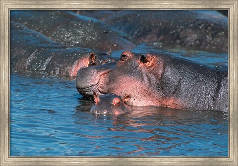 Framed Mother and Young Hippopotamus, Serengeti, Tanzania Print