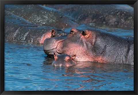 Framed Mother and Young Hippopotamus, Serengeti, Tanzania Print