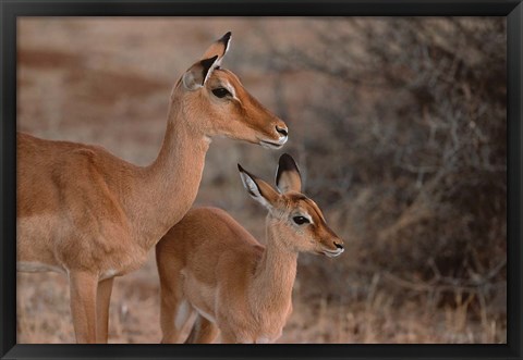 Framed Mother and Young Impala, Kenya Print