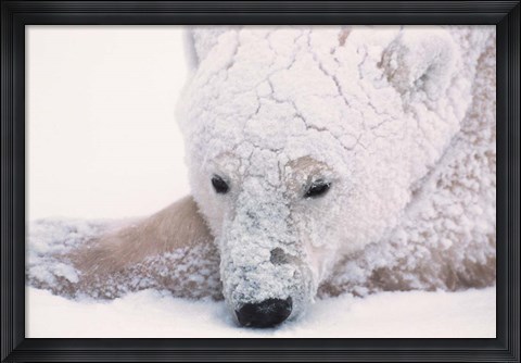 Framed Polar Bear on Hudson Bay, Churchill, Manitoba Print