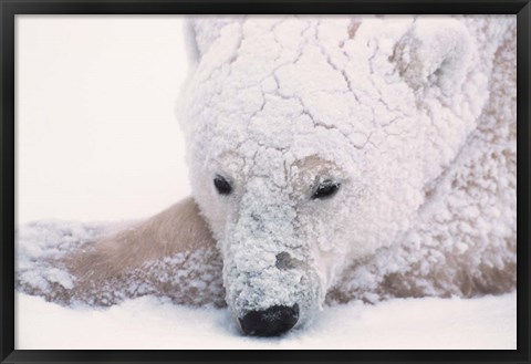Framed Polar Bear on Hudson Bay, Churchill, Manitoba Print
