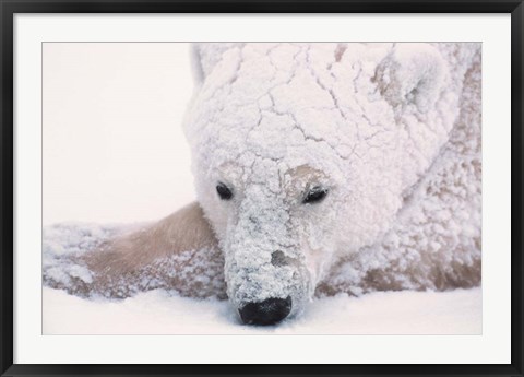 Framed Polar Bear on Hudson Bay, Churchill, Manitoba Print