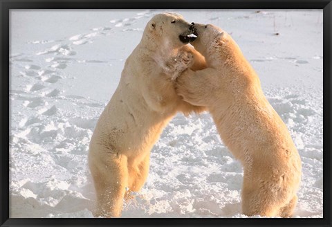 Framed Polar Bears Sparring on Frozen Tundra of Hudson Bay, Churchill, Manitoba Print