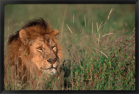 Framed Head of Male African Lion, Tanzania Print