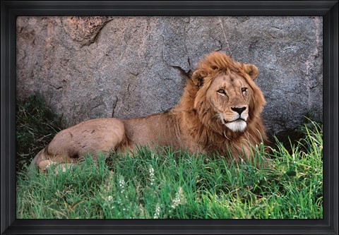 Framed Portrait of Male African Lion, Tanzania Print