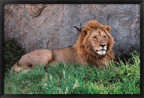 Framed Portrait of Male African Lion, Tanzania Print