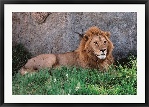 Framed Portrait of Male African Lion, Tanzania Print